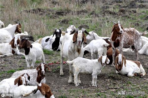 圭山山羊养殖技术及价格/圭山山羊功能特性主要用途分布原产地