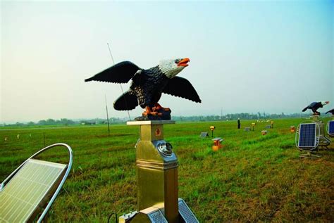 猎鹰驱鸟 | 中国国家地理网