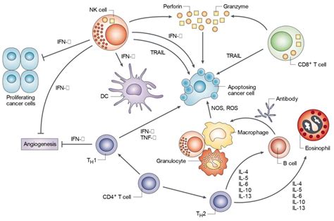 细胞因子的功能介绍&在疾病中的作用机制：炎症&自身免疫系统疾病&其他疾病 - 知乎