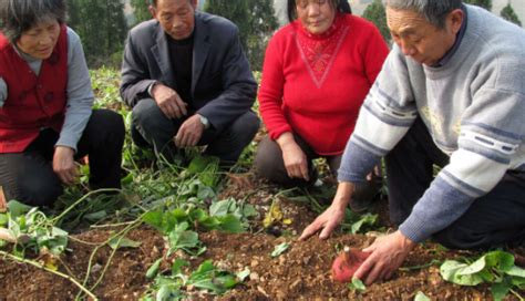 红薯的种植技巧，科学的种植方法，看看老农户是怎么种植的_幼苗