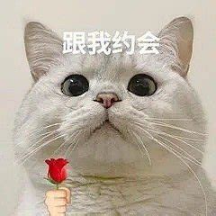 拿花小猫表情包图片可爱|撩人专用表情包猫拿着花的图片(2)_配图网