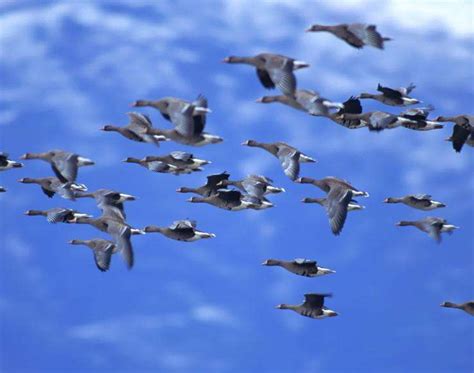临界的鸟群如何灵活飞舞？统计场论方法研究鸟群集体行为 | 集智俱乐部