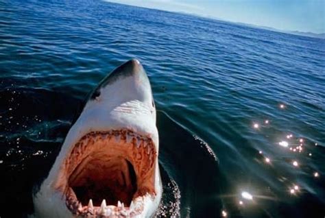 巨齿鲨（生物） - 搜狗百科