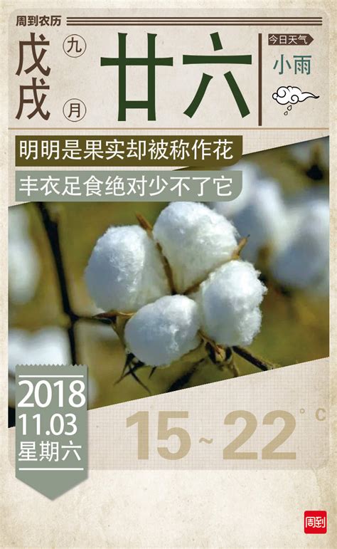 农历中国 | 九月廿六 · 棉花不是花 - 周到上海