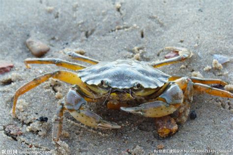 螃蟹摄影图__海洋生物_生物世界_摄影图库_昵图网nipic.com