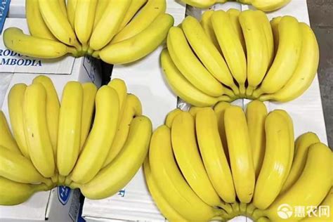 【香蕉一天多吃几根】【图】你知道香蕉一天多吃几根吗？ 告诉你香蕉的几大功能(2)_伊秀健康|yxlady.com