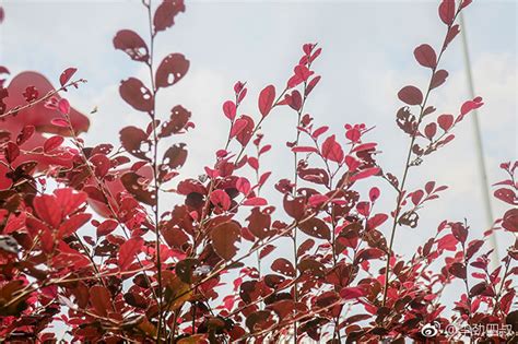 红花檵木,广西红花檵木,红花檵木灌木