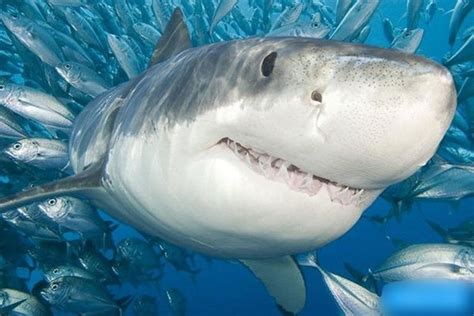 十种长相怪异的鲨鱼排行榜 长尾鲨上榜，第八被称为“海洋中的鳄鱼”_排行榜123网