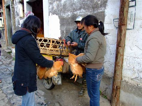 街坊有口福了！鸡肉价格大跌，广州市场直接按只来卖！