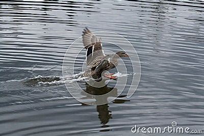 Mallard Duck Landing On Water Stock Photo - Image: 41106885