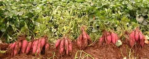 红薯怎样种植才能高产量 红薯怎么种才能高产_生活百科