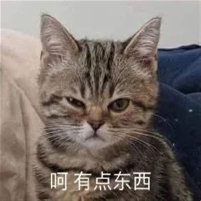 好玩的图片