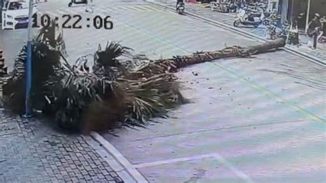 男子在路边用绳拉倒大树，女子骑电瓶车正好路过被砸中_凤凰网视频_凤凰网