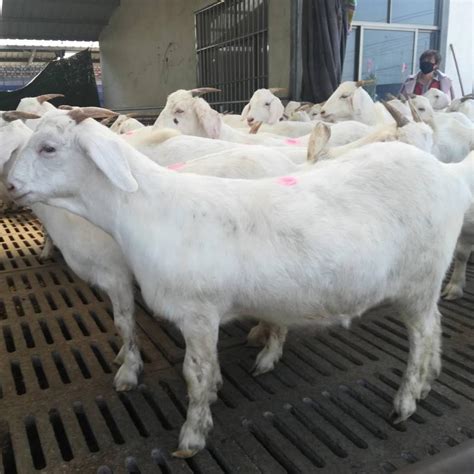 山东美国白山羊养殖基地 白山羊价格 羊羔 山东菏泽郓城 白山羊-食品商务网