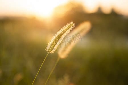 夕阳下的小草摄影图片-夕阳下的小草摄影作品-千库网