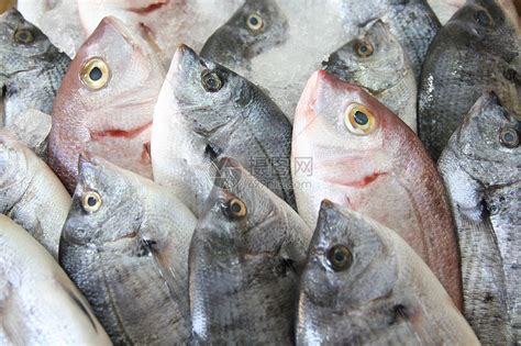 冰上新鲜鱼午餐海洋渔业店铺菜单市场钓鱼蔬菜餐厅烹饪高清图片下载-正版图片320394463-摄图网