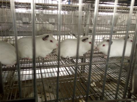 实验动物|动物饲料|垫料--湖北逸挚诚生物科技有限公司