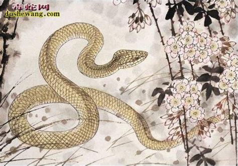 属蛇的几月出生最好_属蛇_毒蛇网