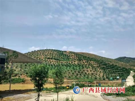 鹿寨：现代林业产业园初展风姿 林业深加工成为发展新名片_中国木材保护工业协会