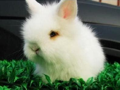 长毛兔养殖赚钱吗 长毛兔兔苗价格多少 长毛兔兔毛多少钱一斤