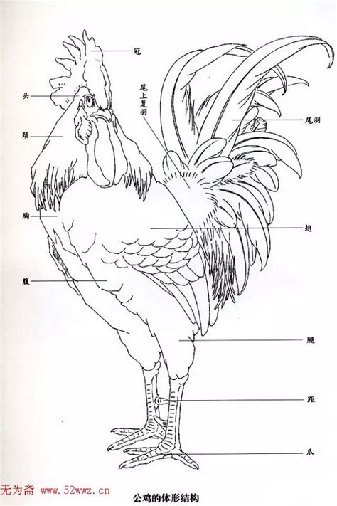鸡的简笔画怎么画 鸡的简笔画步骤图解教程_万年历