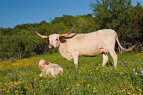 家畜清晨时分看长角牛的脸一种德克萨斯州高清图片下载-正版图片307737127-摄图网