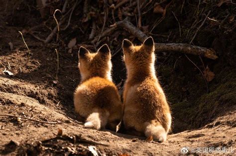 一位野生动物摄影师镜头下的各种狐狸宝宝……