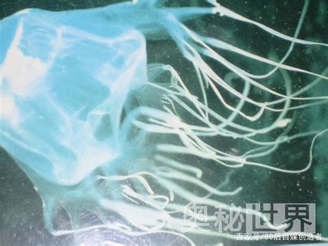 世界上最毒的生物箱水母，一只就能毒死60位成年人，杀人于无形！