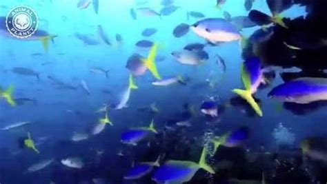 海洋动物视频集锦，海洋生命太震撼了，大自然是伟大的！_腾讯视频