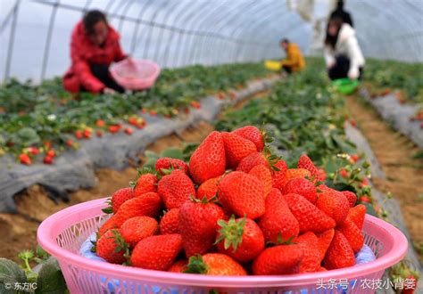 草莓的栽培方法（草莓的种植方法及时间） - 花晓网