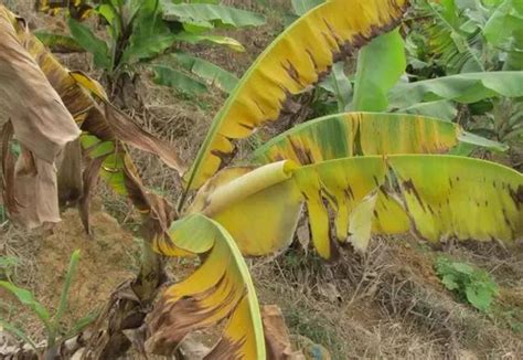 香蕉枯萎病的防治方法，发病原因是什么-农百科