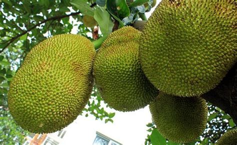 全球公认最大的水果，最大的菠萝蜜重达69斤，见过一款算我输
