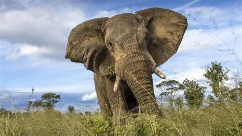 世界大象数量排名（全球各国大象种类前十名）_烁达网