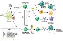科学网—《免疫》：两个依次激活模块控制保护性Th1细胞的分化 - 小柯生命的博文