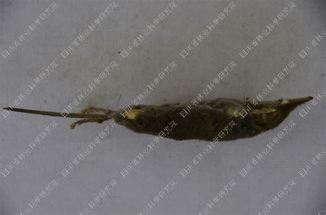 北小麝鼩 Crocidura gmelini - 物种库 - 国家动物标本资源库