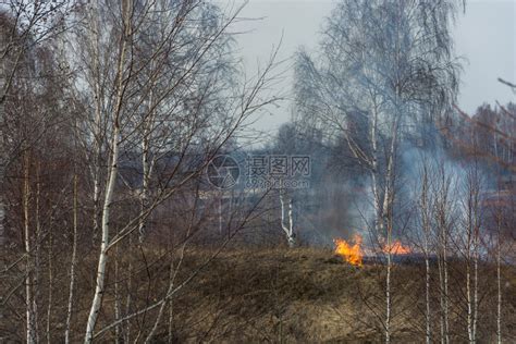 河烧伤环境去年春天初在伊万诺沃市郊区非法焚烧干燥的去年树根草高清图片下载-正版图片307635730-摄图网