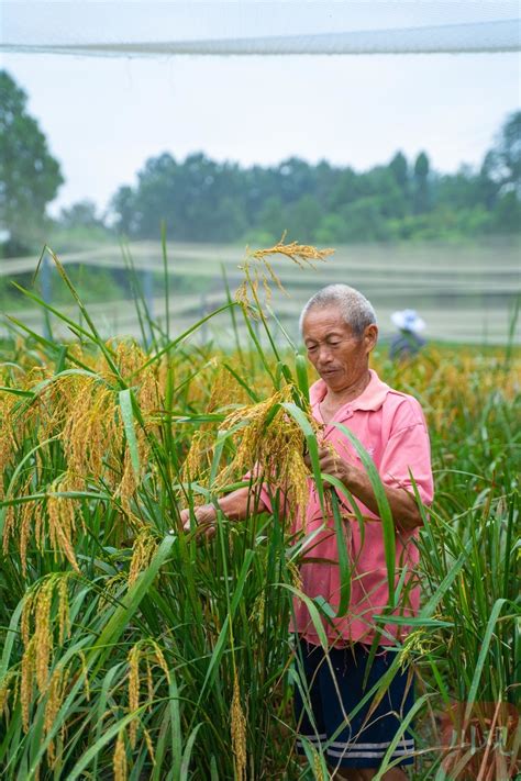 组图| 遂宁蓬溪：亩产达700公斤的巨型稻丰收啦_四川在线