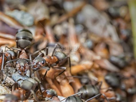 草地上的蚂蚁高清图片下载-正版图片600222895-摄图网