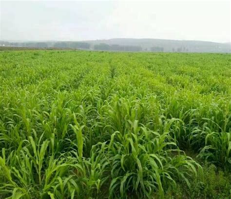 多年生耐旱牧草产量高的一年能割几次-江苏长景种业有限公司