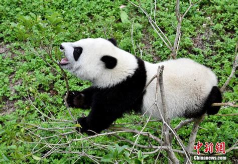 大熊猫宝宝在“熊猫幼儿园”里撒欢卖萌