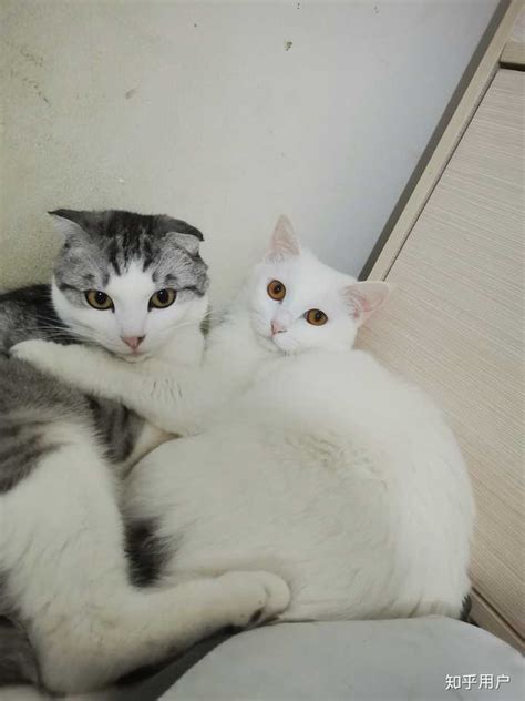 请问我家的这只中华田园猫属于白猫还是橘猫？就头顶和尾巴是橘色，其他地方都是白色的。？