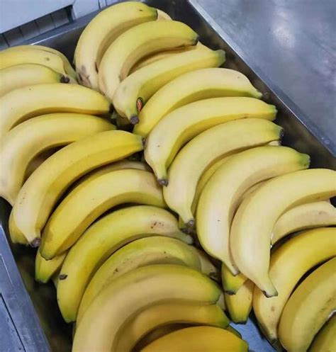 香蕉有利于减肥吗 吃香蕉减肥有哪些注意事项_Q&Get 新奇网