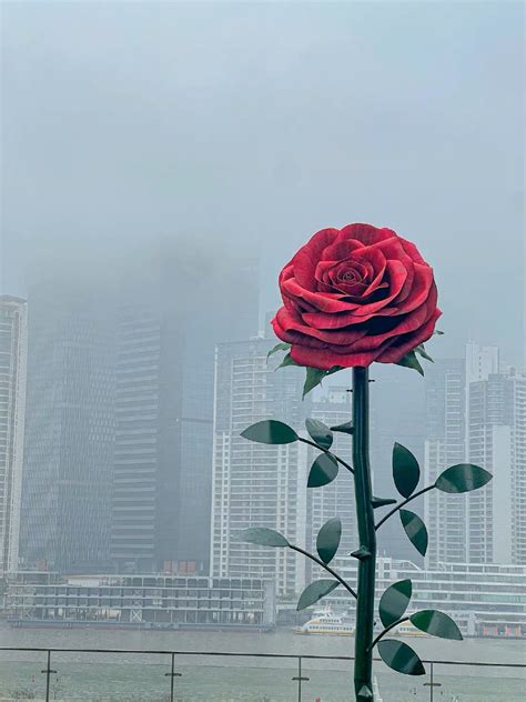 【图集】巨型玫瑰亮相各地，花卉产业热恋情人节|界面新闻 · 影像