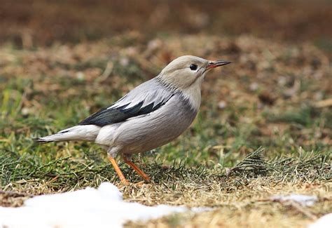 紫翅椋鸟-甘肃野生动物-图片