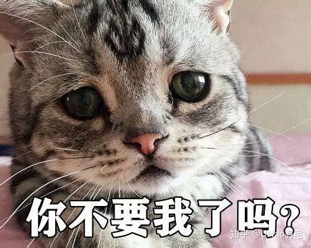上门喂猫海报宠物插画猫咪喂养铲屎服务项目-志设网-zs9.com