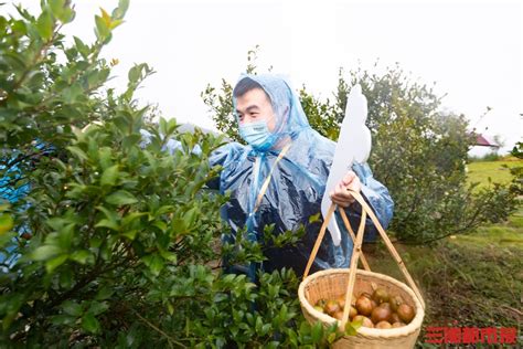 景德镇浮梁县：油茶丰收采摘忙凤凰网江西_凤凰网