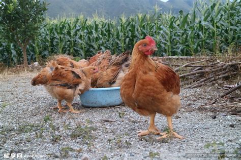 小鸡出壳多久可以喂食喂水 - 农敢网