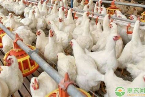跨境Poultry Pro Feeder鸡鸭喂食器家禽喂料器鸡用料桶重力喂鸡器-阿里巴巴