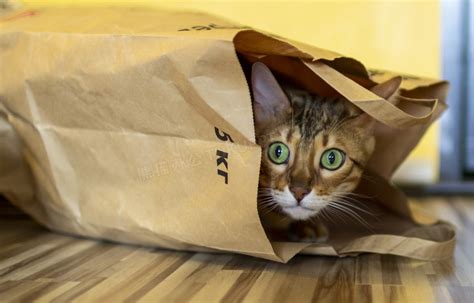 猫咪为什么老是喜欢往床底下躲？|猫咪|猫窝|主人_新浪新闻