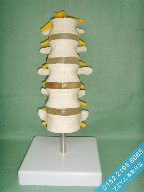 人体医学人体骨骼模型|85cm附脊椎神经 美术医用人体骨架-阿里巴巴